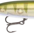 Yellow Perch