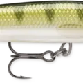 Yellow Perch