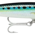 Sardine