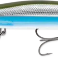 Metallic Moss Back Shiner