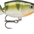 Yellow Perch