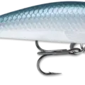 Shad