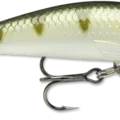 Yellow Perch
