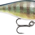 Bluegill