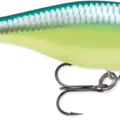 Caribbean Shad