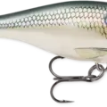 Shad