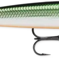 Tennessee Shad