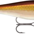 Gold Shiner