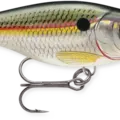 Shad