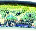 Sardine Noir