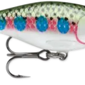 Rainbow Trout
