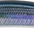 Saddled Bream ND