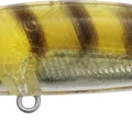Gold Shrimp