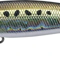 Sardine Noir