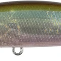 Ghost Minnow