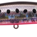 Sardine Noire RB