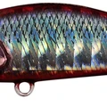 Red Mullet
