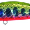 Yamame Red Belly