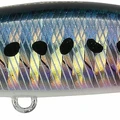 Sardine RT