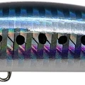 Sardine