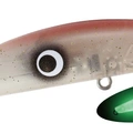 Real Firefly Squid