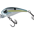 Charming Shad