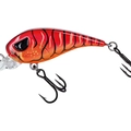 Mud Craw Orange Belly