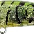 Rascal Shrimp