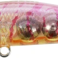 Sakura Shrimp