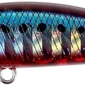 Red Sardine