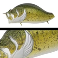 011 MURRAY COD
