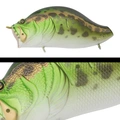 026 DARUMAGAERU
