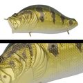 012 GOLDEN PEACOCK BASS