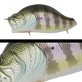 013 BLUE GILL