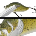 011 MURRAY COD