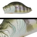 013 BLUE GILL