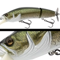 011 MURRAY COD