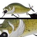 011 MURRAY COD
