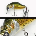 011 MURRAY COD