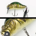 012 GOLDEN PEACOCK BASS