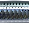 Clear Mullet