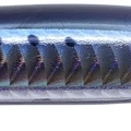 Chigomori Sardine