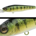 021 YELLOW PERCH