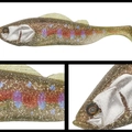 211 BABY TROUT