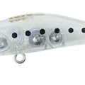 Anchovy Baby