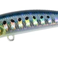 Sardine