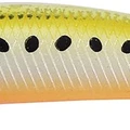 Golden Sardine