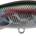 Ocean Bait