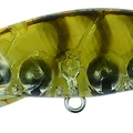 Gold Shrimp