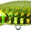 Goldfish